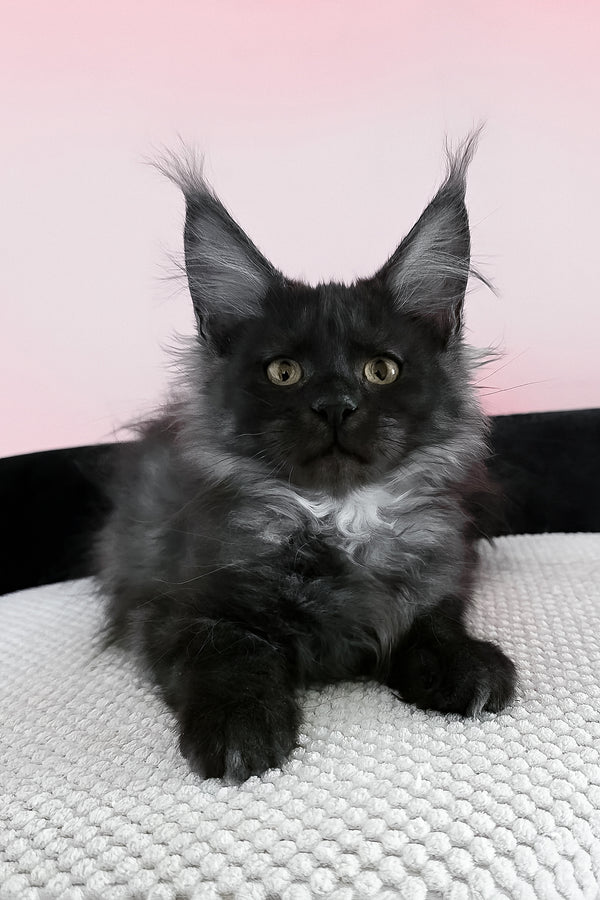 Jessica | Maine Coon Kitten