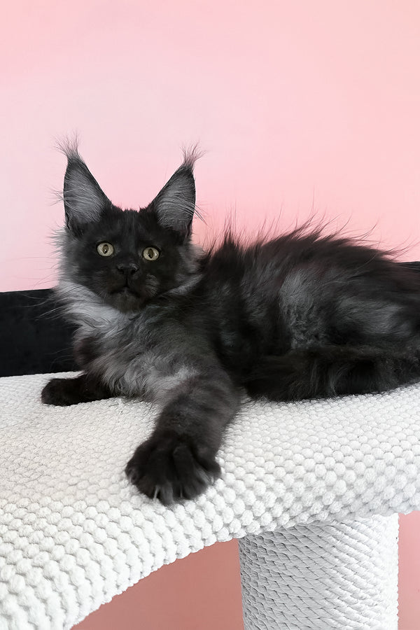 Jessica | Maine Coon Kitten