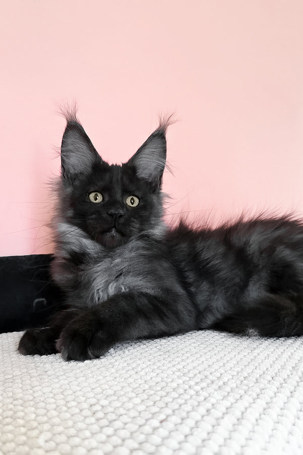 Jessica | Maine Coon Kitten
