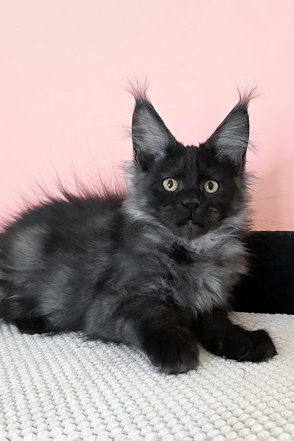 Jessica | Maine Coon Kitten