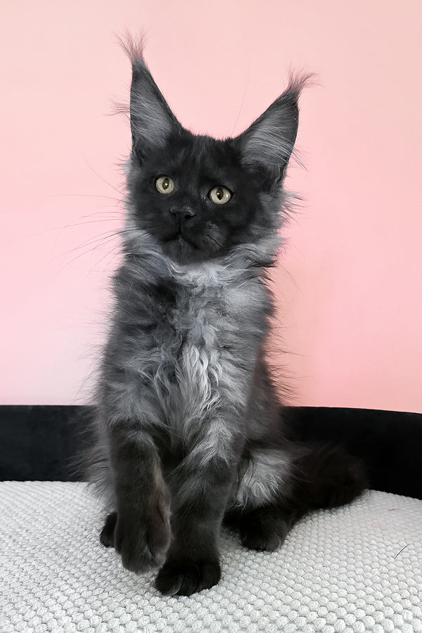 Jessica | Maine Coon Kitten