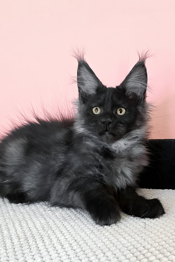 Jessica | Maine Coon Kitten