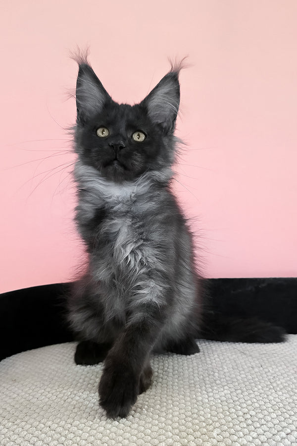 Jessica | Maine Coon Kitten
