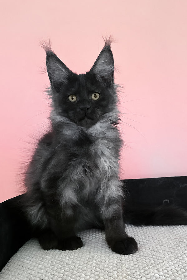 Jessica | Maine Coon Kitten