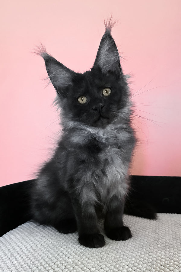 Jessica | Maine Coon Kitten