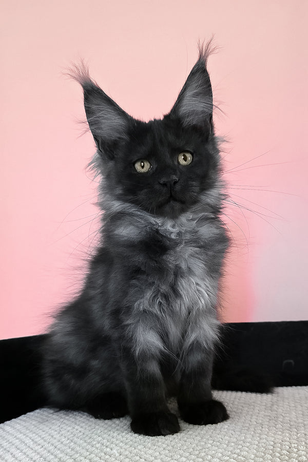 Jessica | Maine Coon Kitten