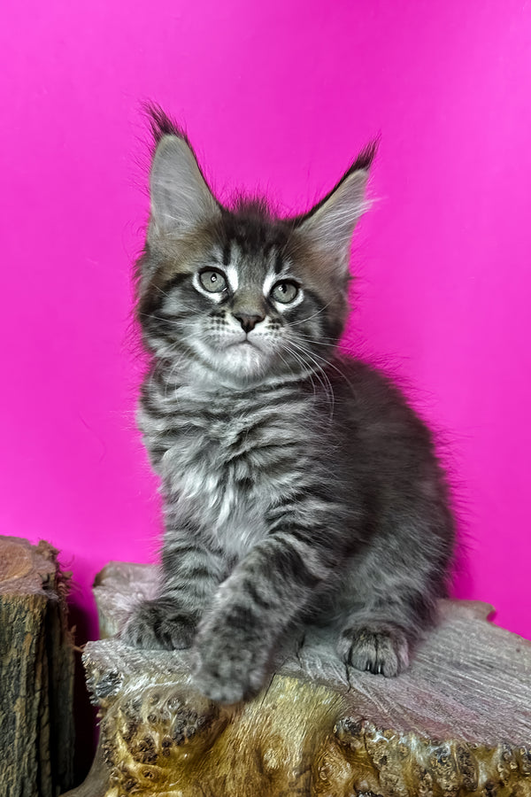 Jetta | Maine Coon Kitten