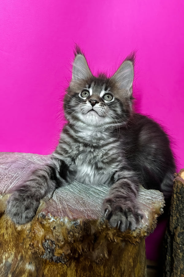 Jetta | Maine Coon Kitten