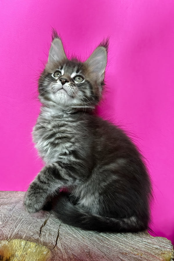 Jetta | Maine Coon Kitten