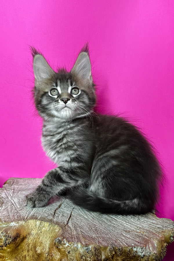 Jetta | Maine Coon Kitten