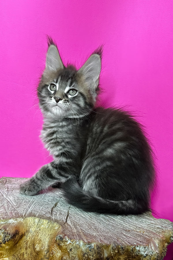 Jetta | Maine Coon Kitten