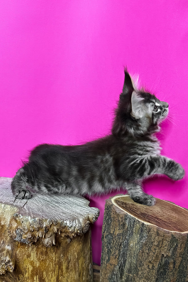 Jetta | Maine Coon Kitten