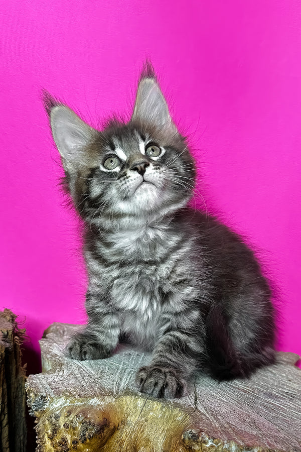 Jetta | Maine Coon Kitten