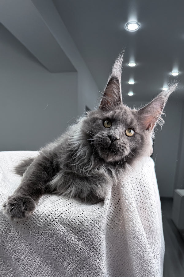 John | Maine Coon Kitten