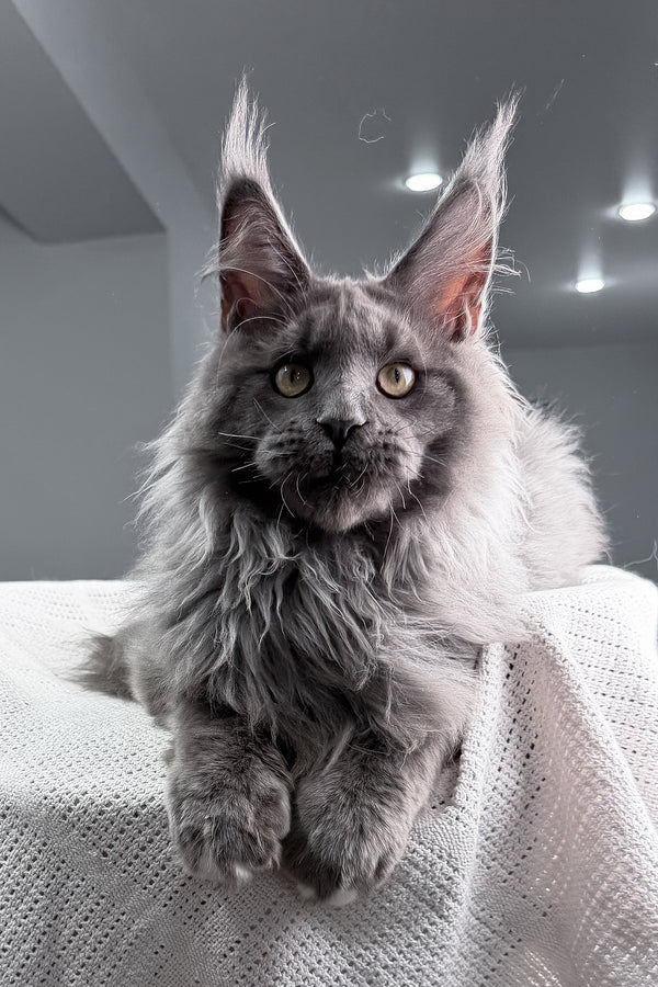 John | Maine Coon Kitten