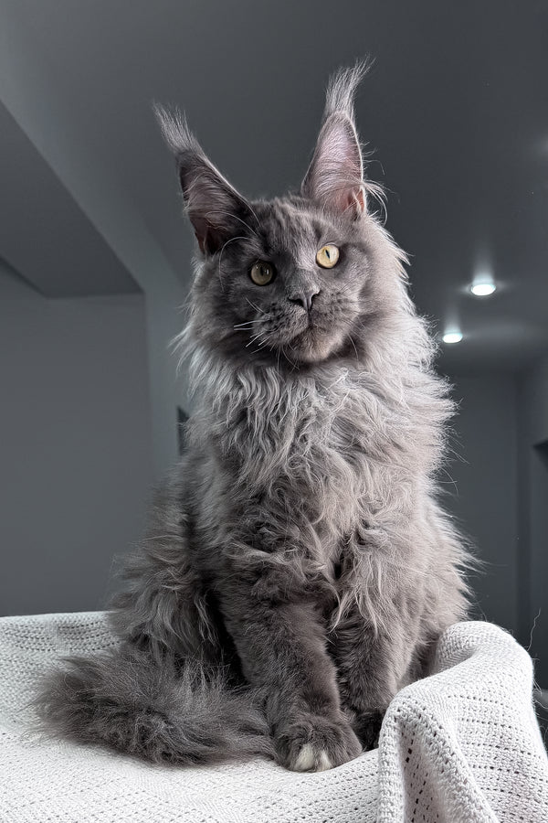 John | Maine Coon Kitten