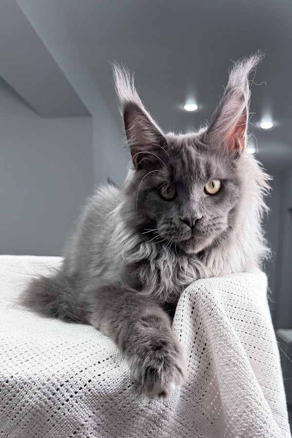 John | Maine Coon Kitten