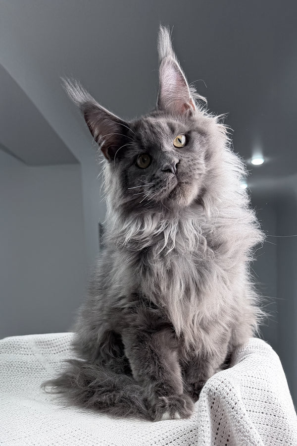 John | Maine Coon Kitten