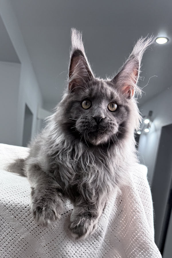 John | Maine Coon Kitten
