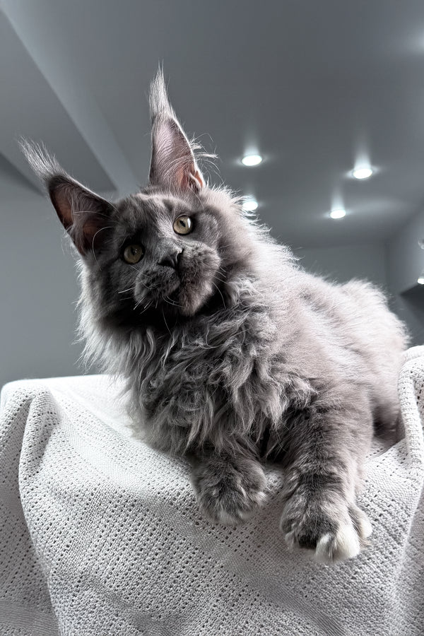 John | Maine Coon Kitten