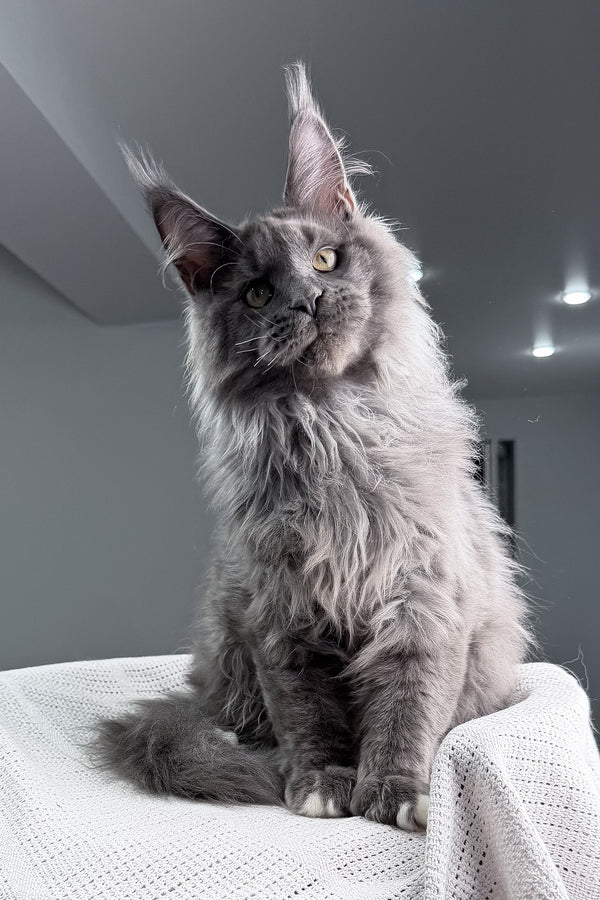John | Maine Coon Kitten