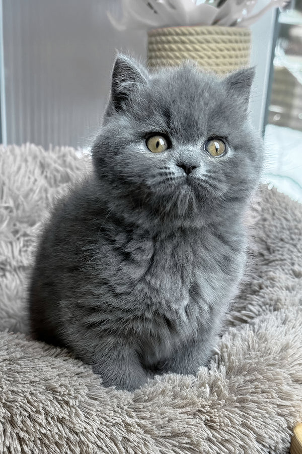 Joy | British Shorthair Kitten
