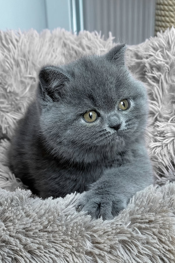 Joy | British Shorthair Kitten