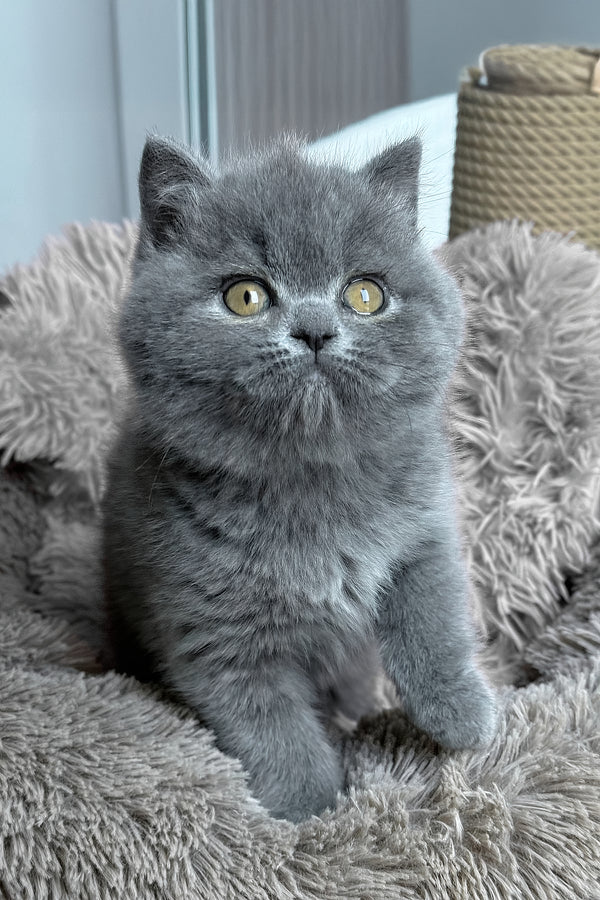 Joy | British Shorthair Kitten