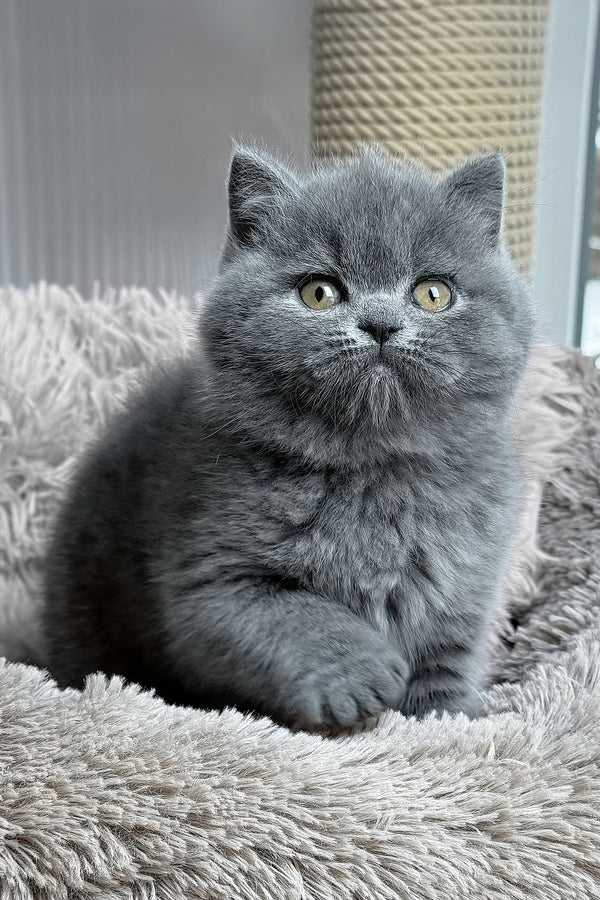 Joy | British Shorthair Kitten