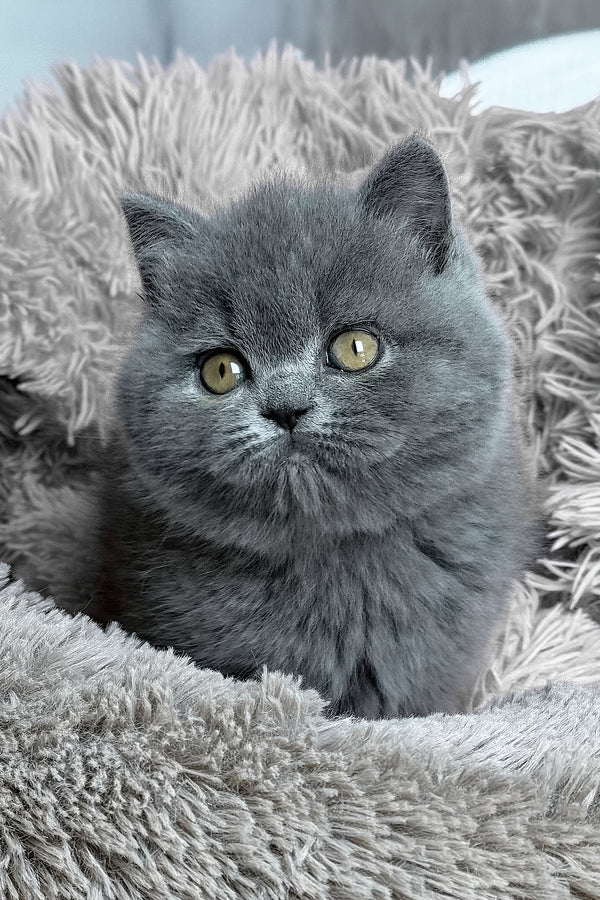 Joy | British Shorthair Kitten