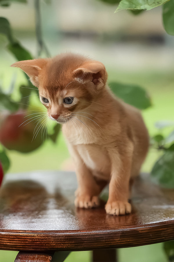 Judy | Abyssinian Kitten