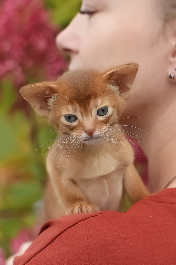 Judy | Abyssinian Kitten