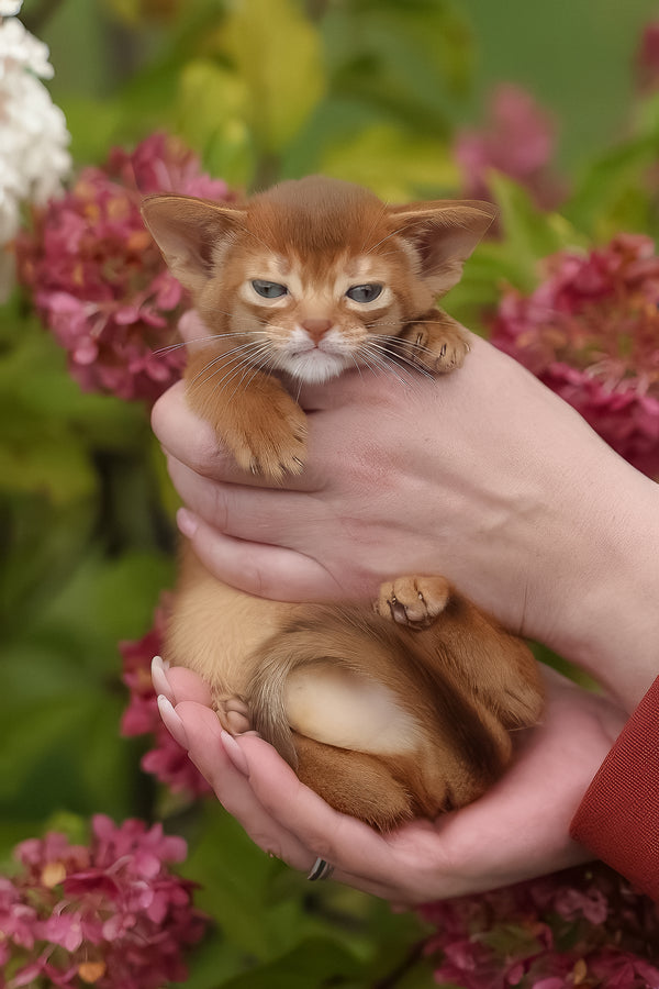 Judy | Abyssinian Kitten