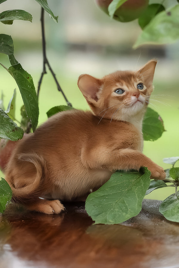 Judy | Abyssinian Kitten