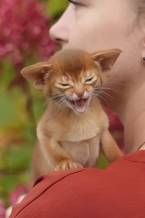 Judy | Abyssinian Kitten