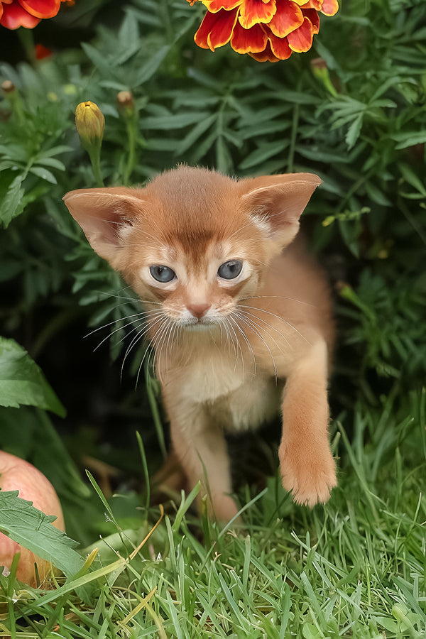 Judy | Abyssinian Kitten