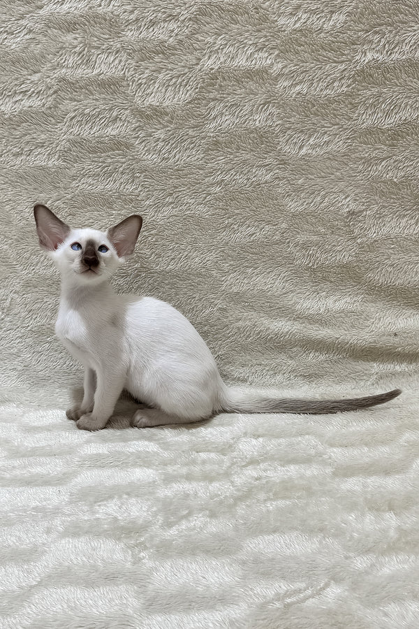 Kaiser | Oriental Shorthair Kitten