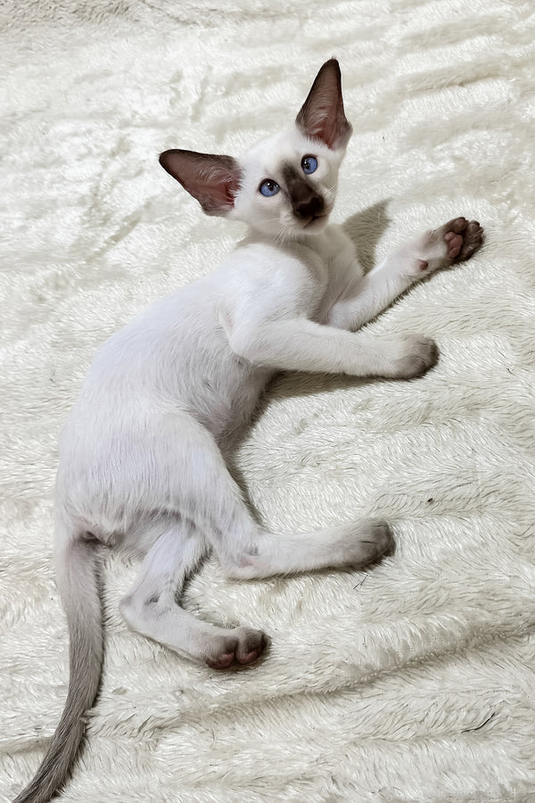 Kaiser | Oriental Shorthair Kitten