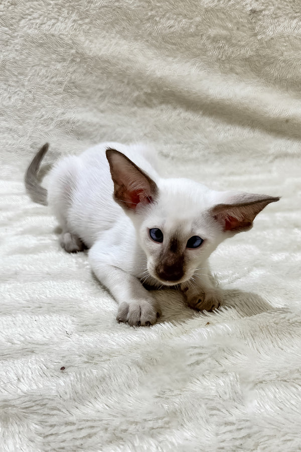 Kaiser | Oriental Shorthair Kitten