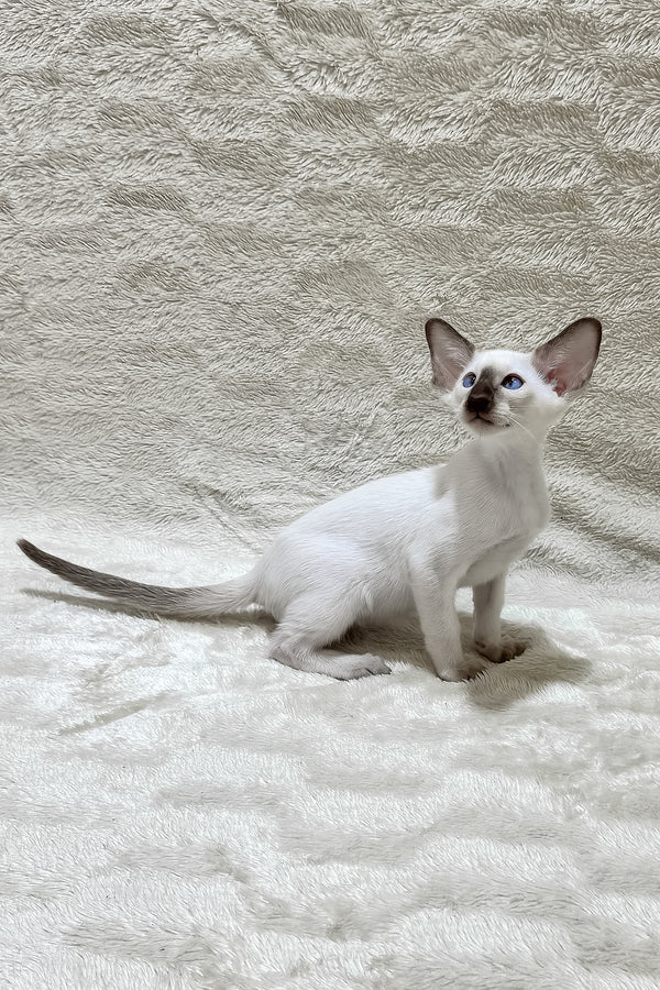 Kaiser | Oriental Shorthair Kitten
