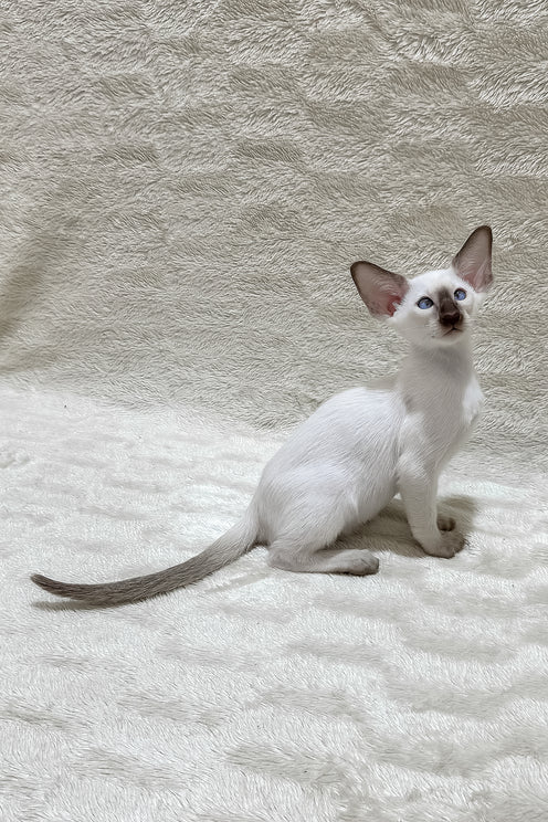 Kaiser | Oriental Shorthair Kitten