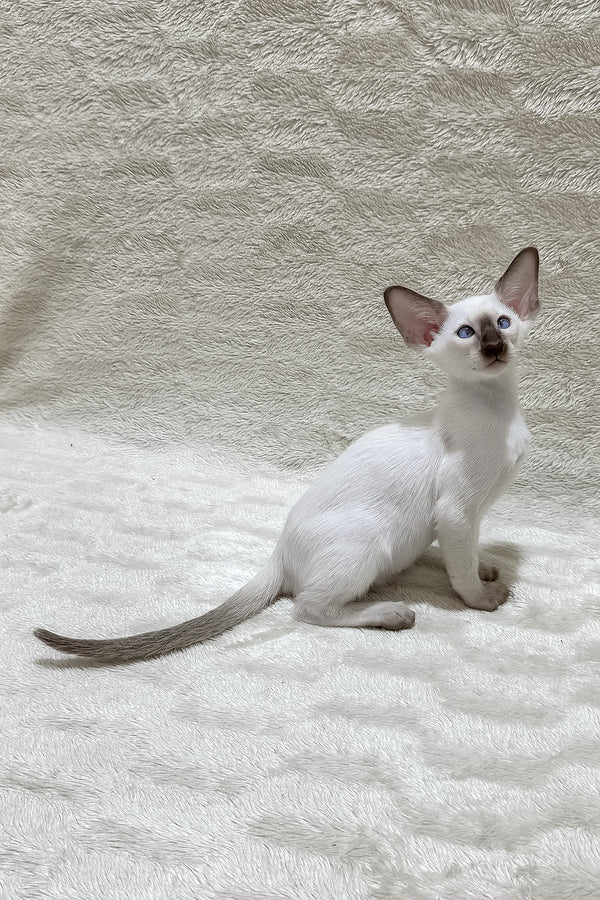 Kaiser | Oriental Shorthair Kitten