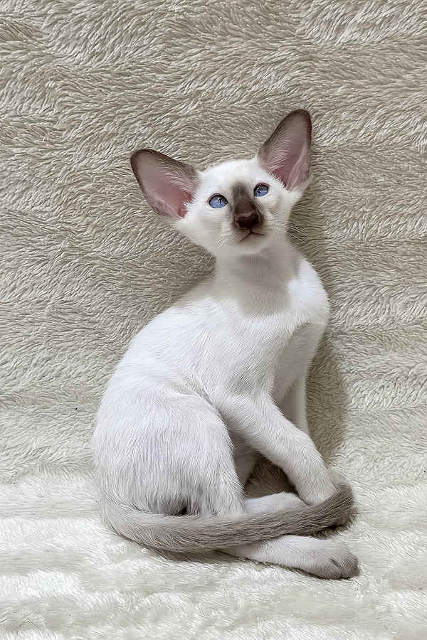 Kaiser | Oriental Shorthair Kitten
