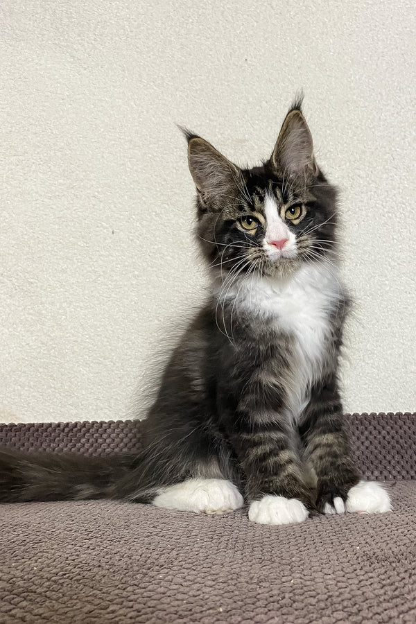 Kaiser | Polydactyl Maine Coon Kitten