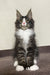 Kaiser | Polydactyl Maine Coon Kitten