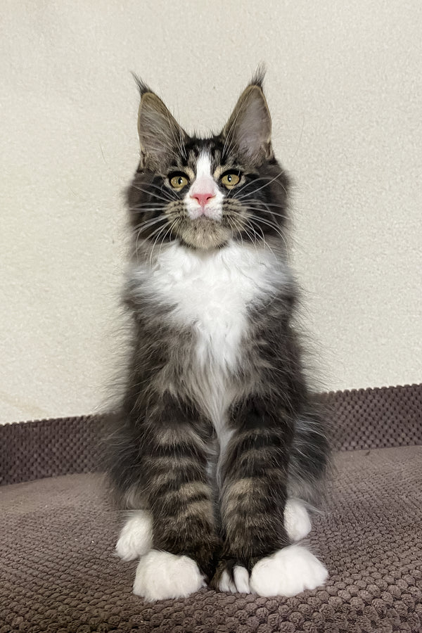 Kaiser | Polydactyl Maine Coon Kitten
