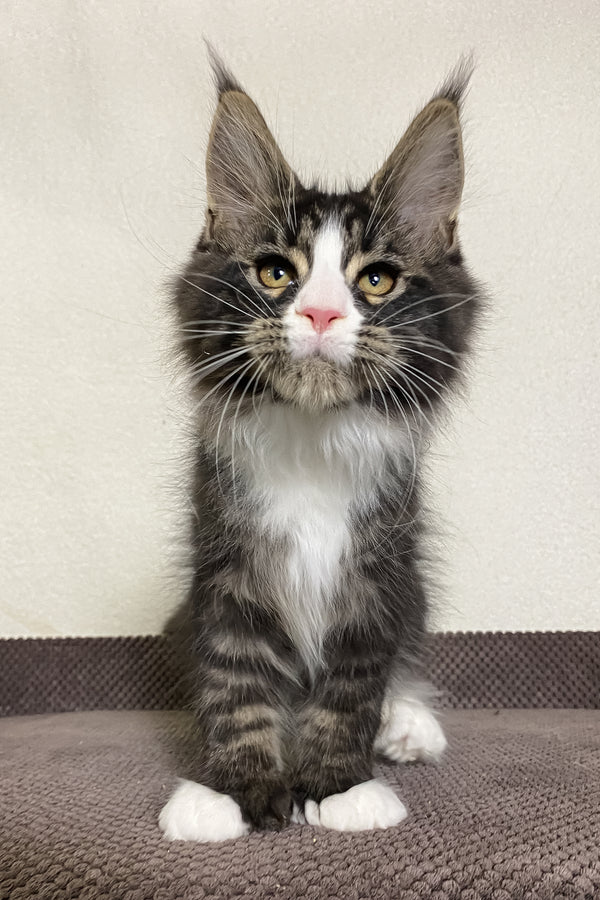 Kaiser | Polydactyl Maine Coon Kitten