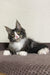 Kaiser | Polydactyl Maine Coon Kitten