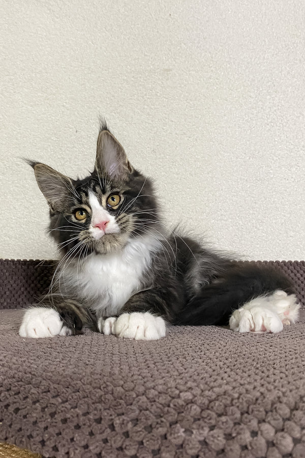 Kaiser | Polydactyl Maine Coon Kitten