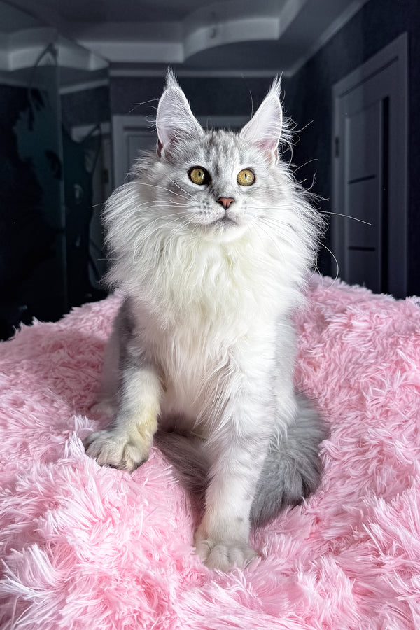 Kandy | Maine Coon Kitten